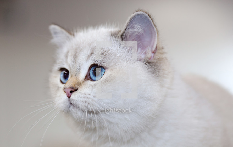 blue eyed cat 