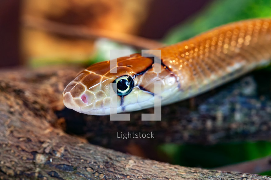 Indonesian jewelry snake or Coelognathus subradiatus. It is a genus of 7 ratsnakes from South and South East Asia