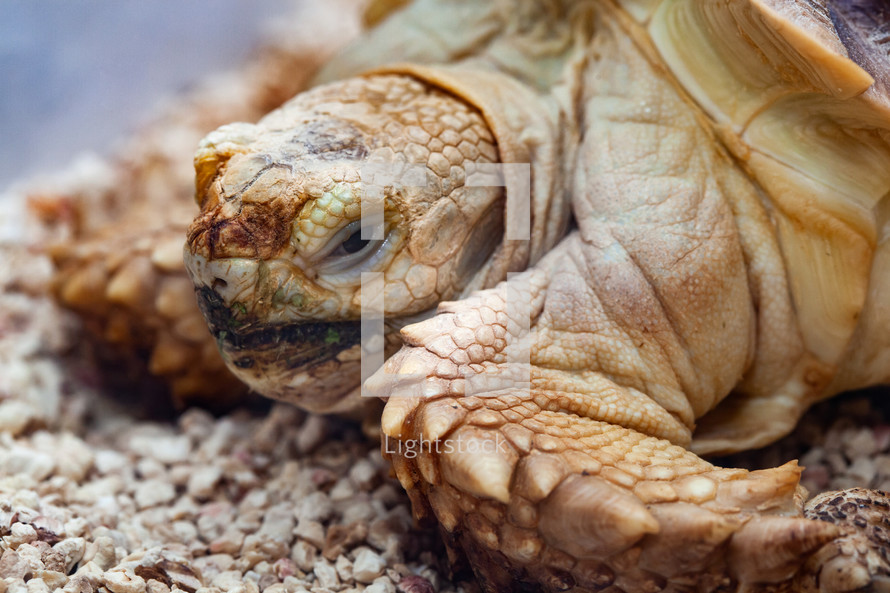 young Arican spurred sulcata Tortoise Geochelone sulcata