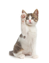 kitten cat while greeting with his paw on white background