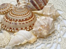 closeup arrangement of seashells sitting on crocheted material