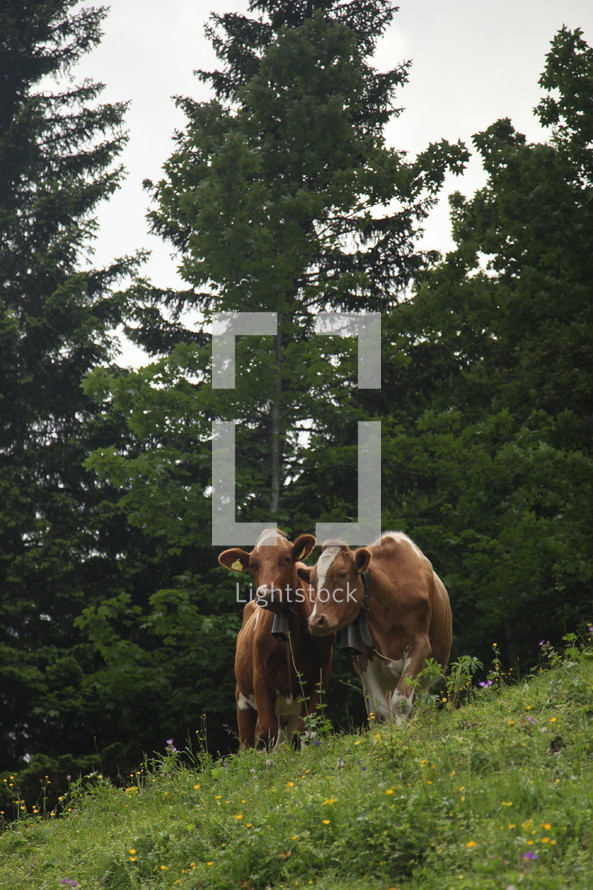 Cows in a pasture with trees.