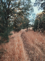worn path in a field 