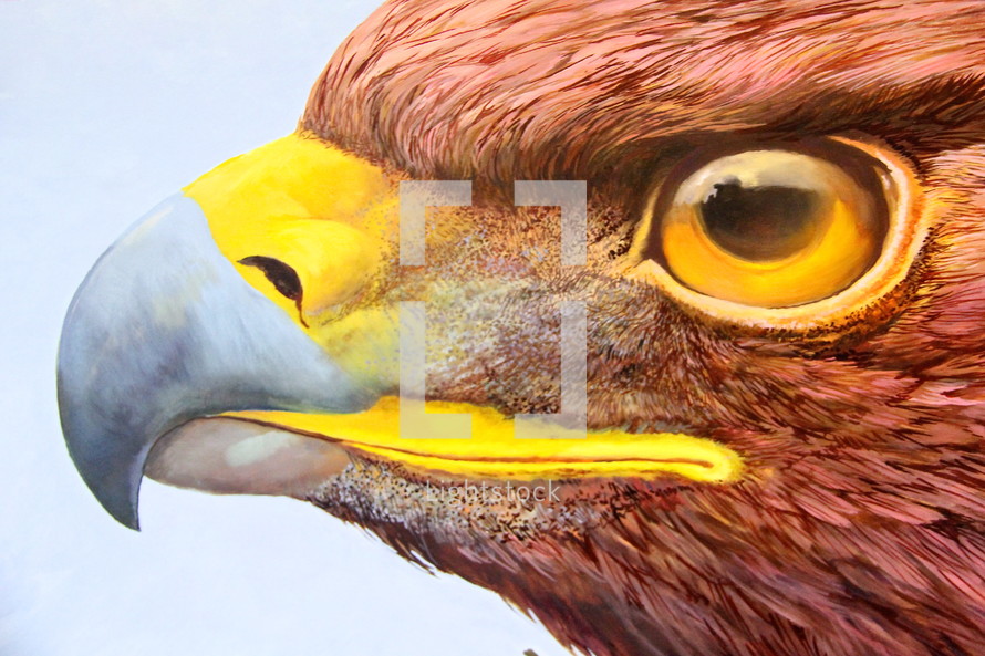 Eagle close up