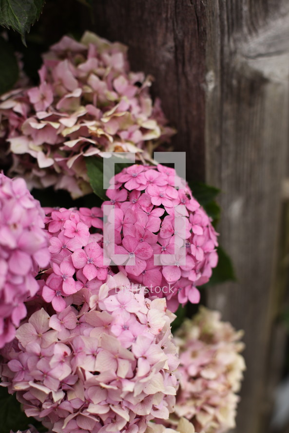 hydrangea flowers 