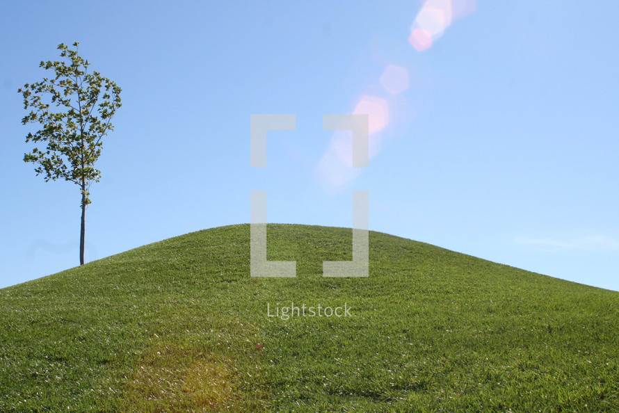 a lone tree on a grassy hill