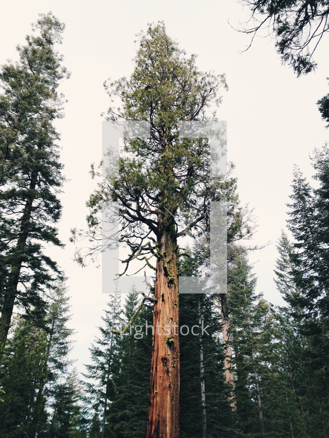 tall pine tree 