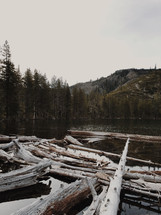 fallen trees in a mountain lake 