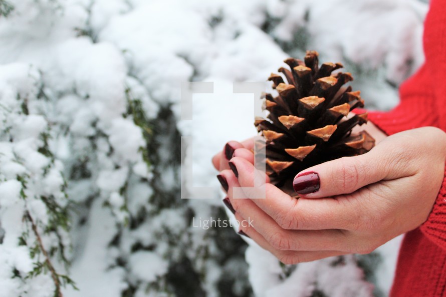cupped hands holding a pine cone 