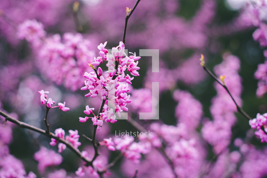 pink spring flowers on branches 
