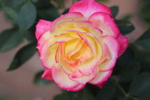 pink and yellow rose 