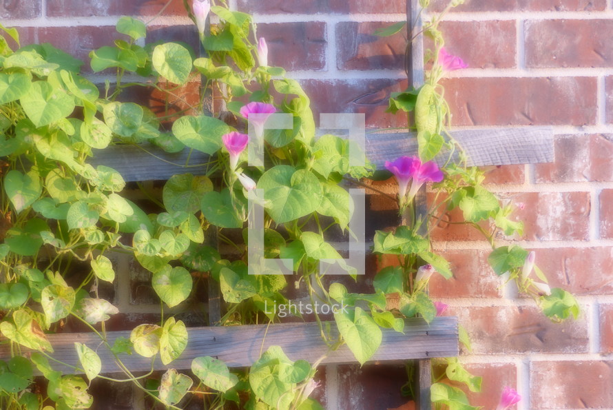 Soft glow blur effect on a pink morning glory flower vine on trellis against brick wall in sunshine