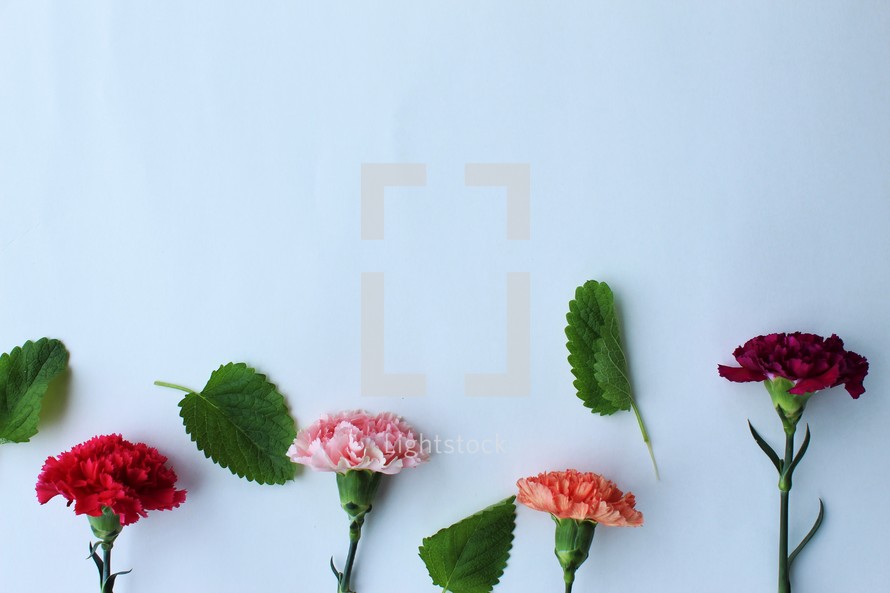 carnations and green leaves on a white background 