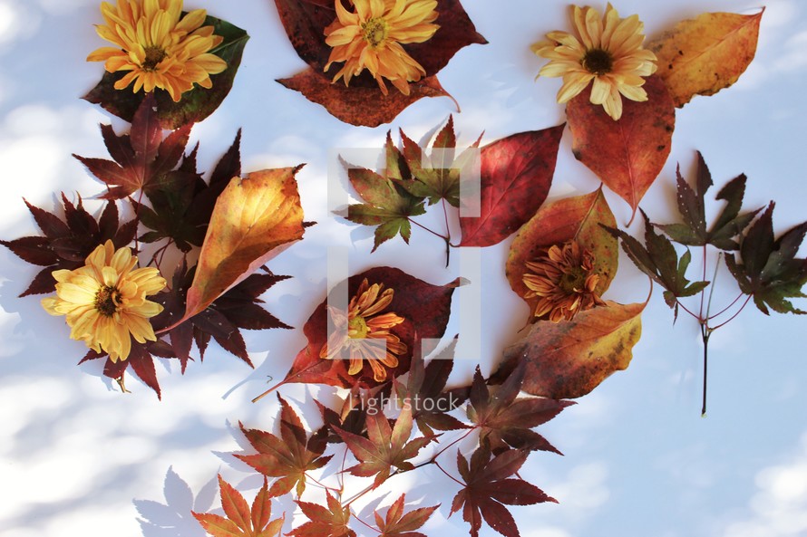 fall leaves, sunflowers, and shadows, on white background 