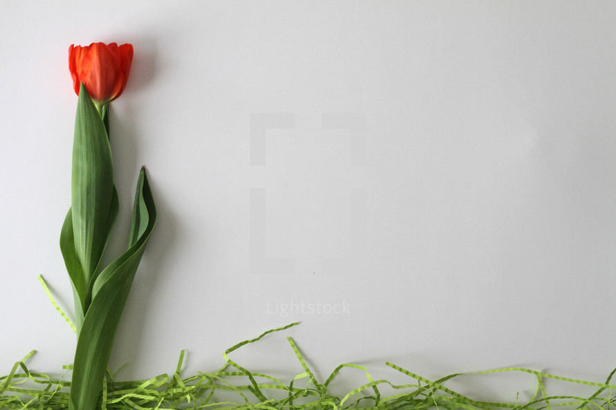 single red tulip and green straw on a white background 