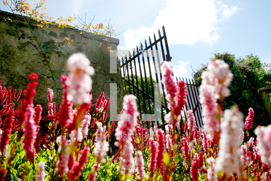 Garden of colorful flowers with wrought iron gate and stone wall.