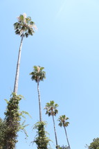 tops of palm trees 