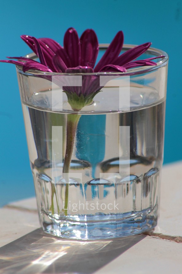 purple flower in a glass of water 