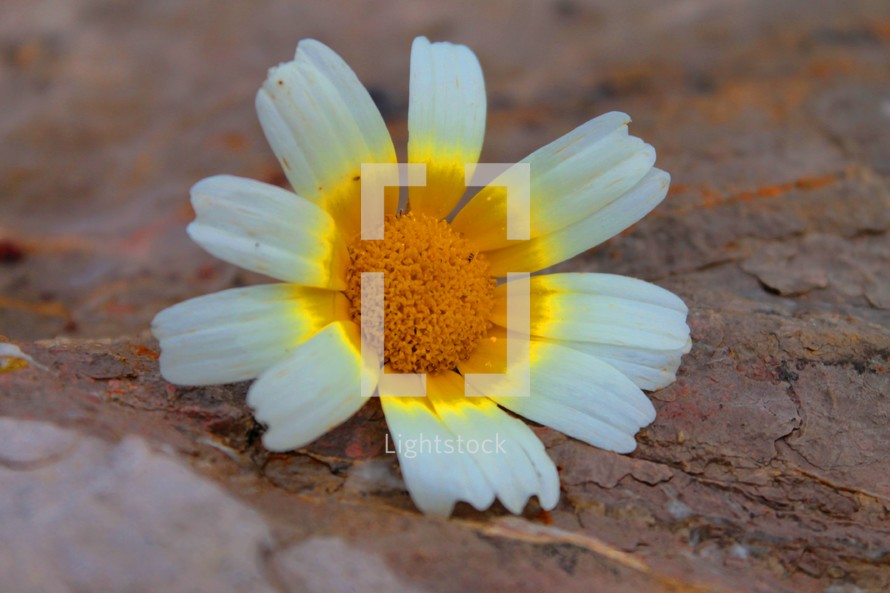 white flower on the ground 