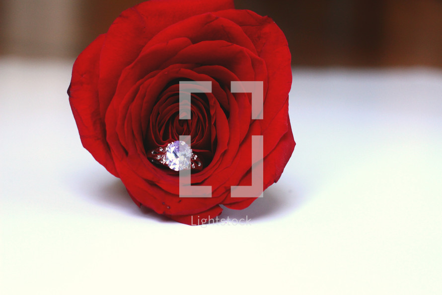 engagement ring in a red rose 