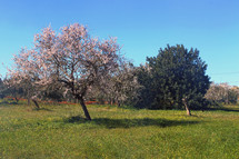 Almond trees in bloom in a Mediterranean countryside of Ibiza