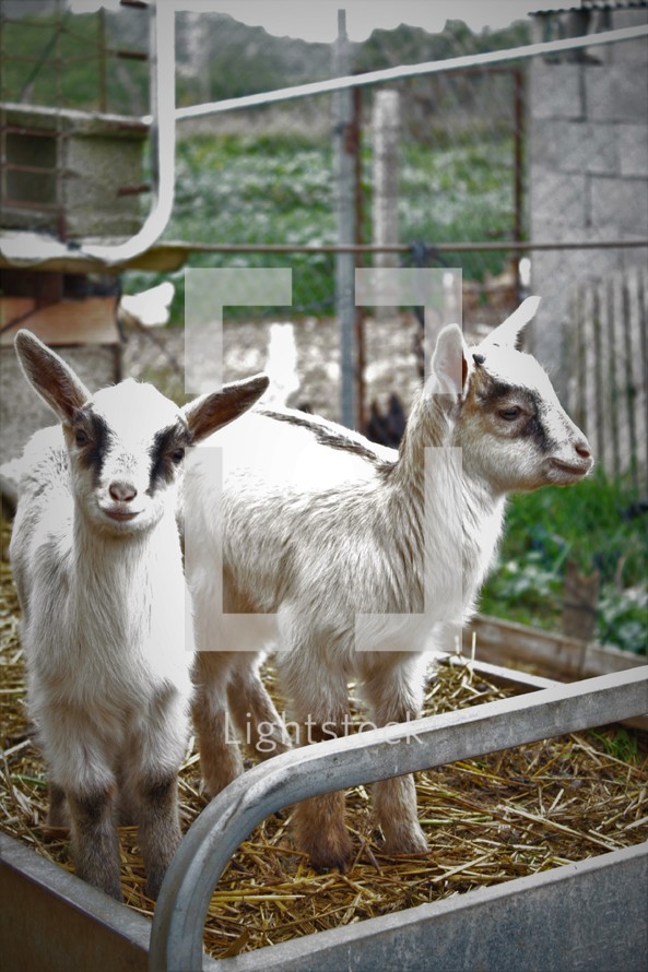 Two baby goats in a pen