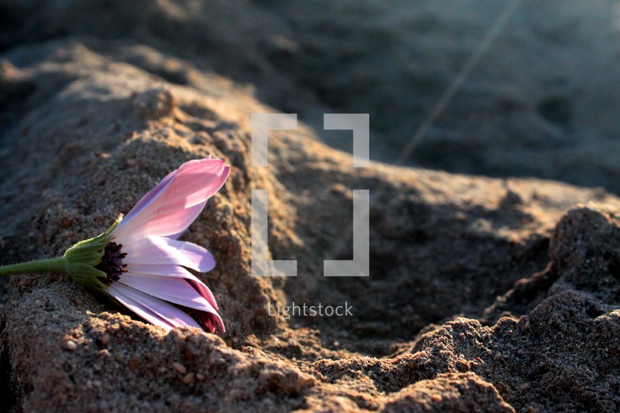 flower in sand 