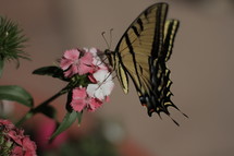 Butterfly on spring flowers.