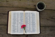 pink carnation on the pages of a Bible 