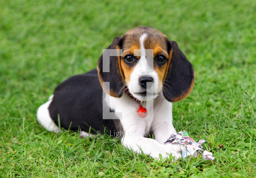 beagle puppy lying in grass