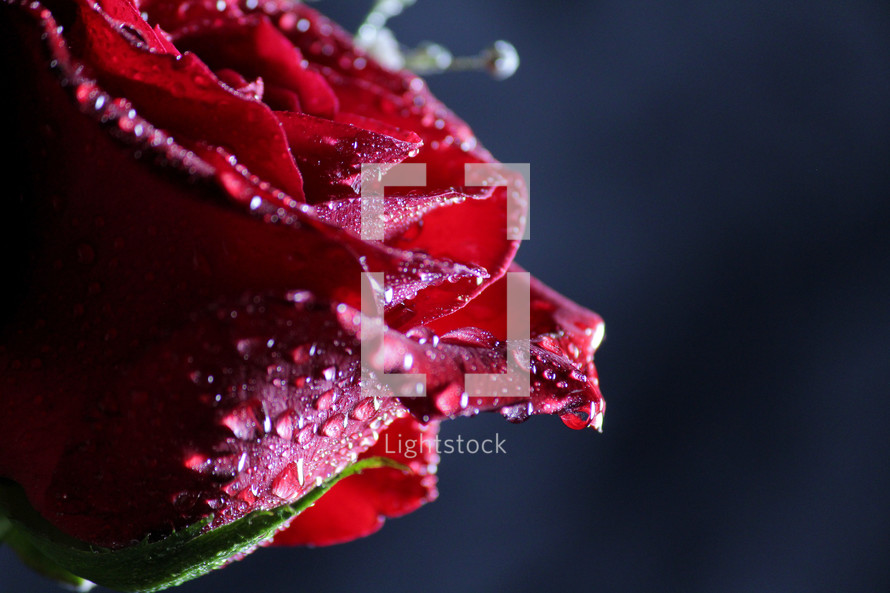 wet red rose 