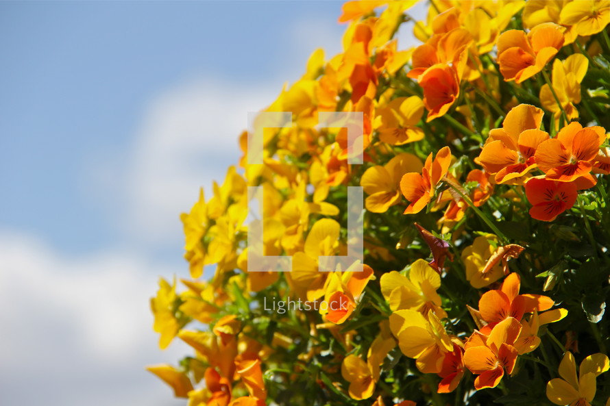 yellow and orange flowers in a garden