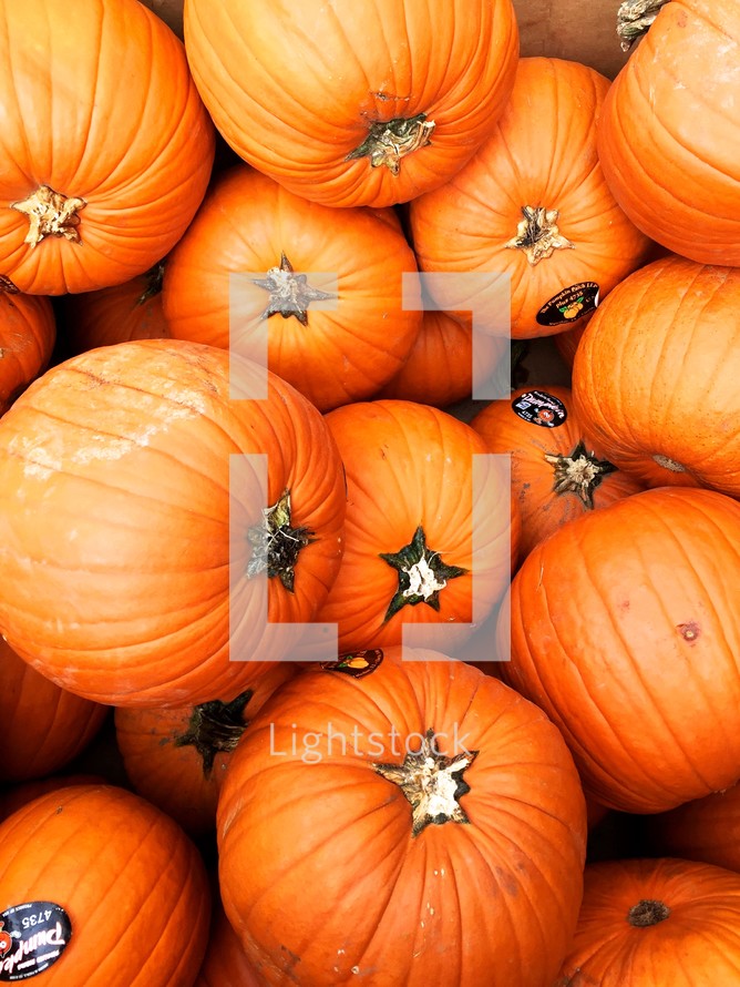 orange pumpkins 