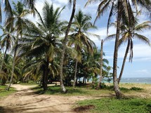 dirt road and palm trees along a shore 