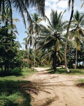 a dirt road and palm trees along a shore 