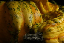 bumpy gourds 