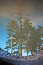 Reflex image of pine trees on a puddle