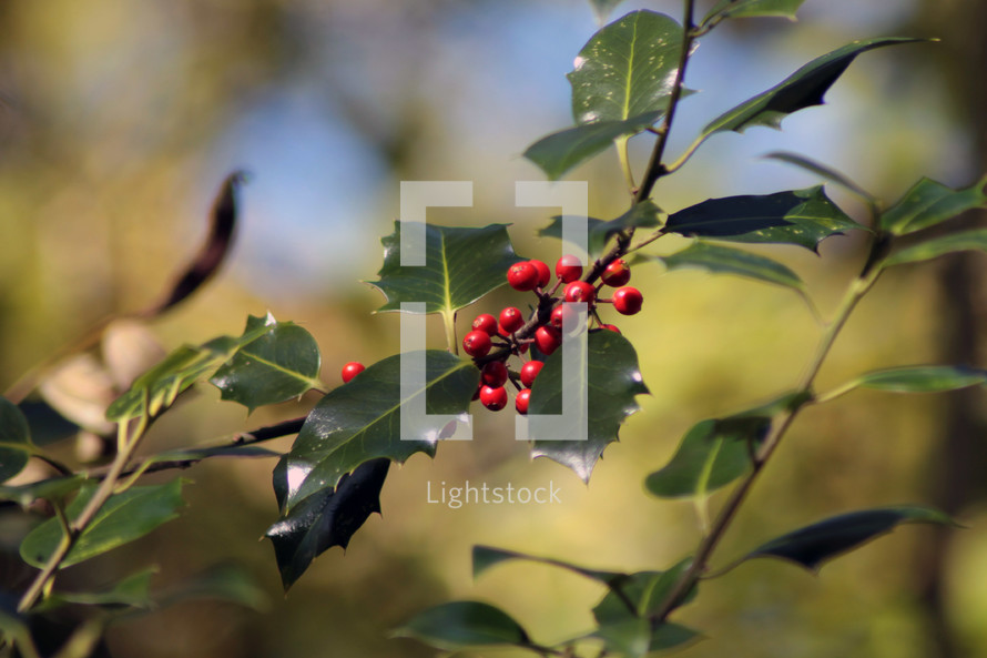 Holly close up on a branch in a sunny forest