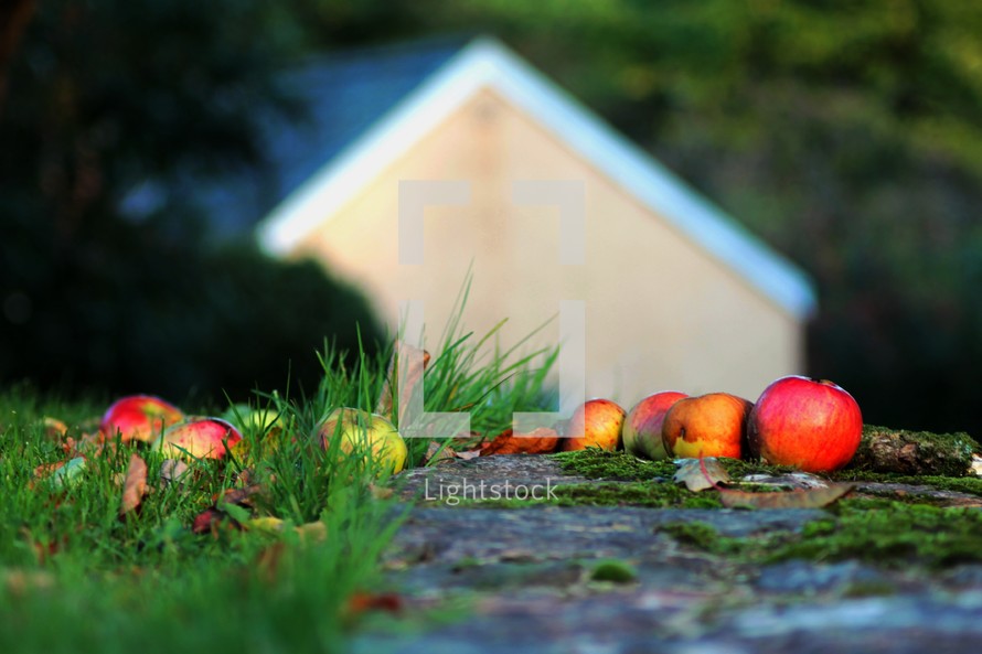 barn and apples on the ground 
