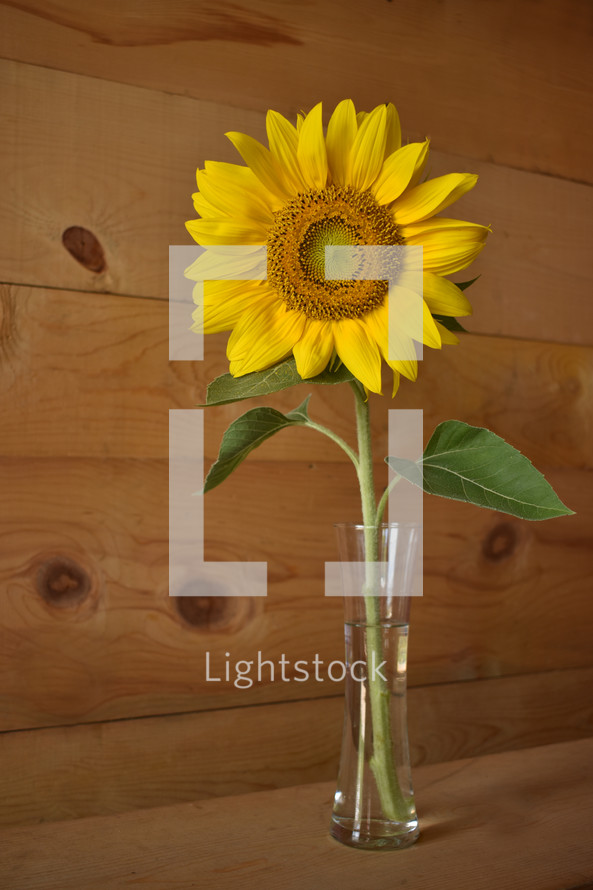 yellow sunflower in a vase 