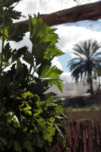 Parsley plant in a garden with a wooden fence and a palm tree in the blurry background