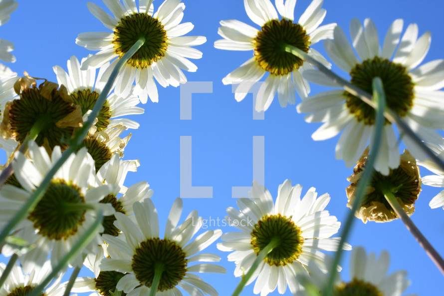 white daisies and blue sky 