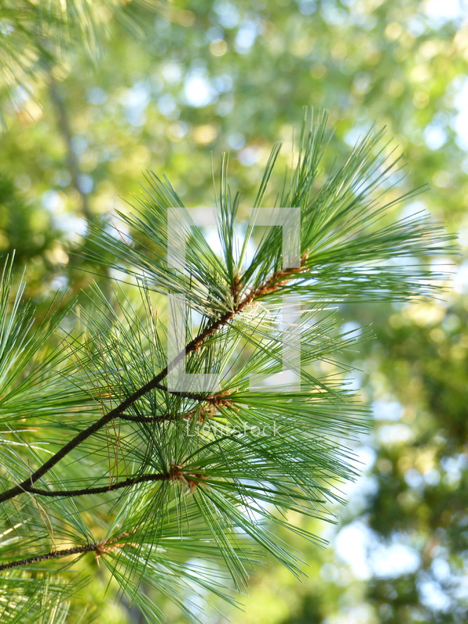 pine needles on a pine tree 