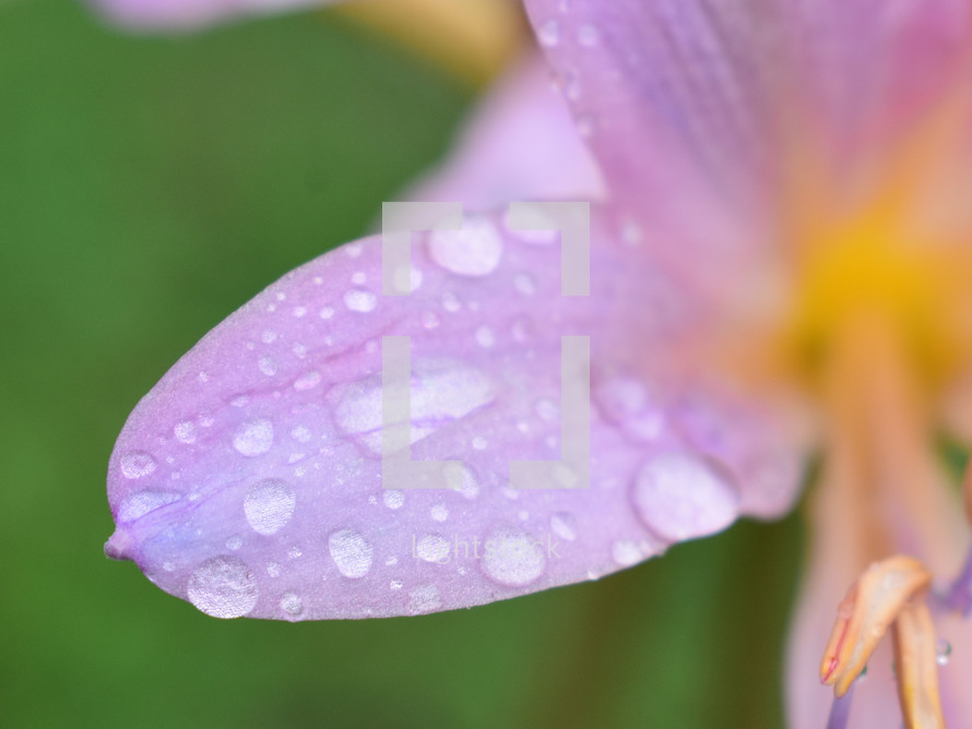 rain drops on a flower petal 