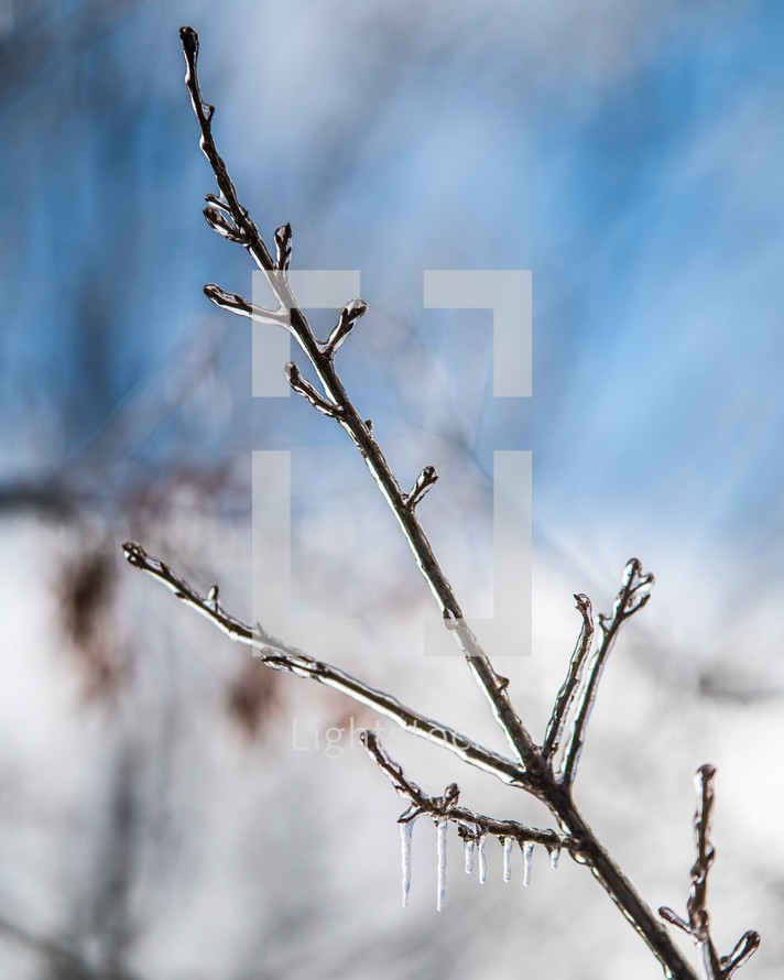 Frozen branch with icicles