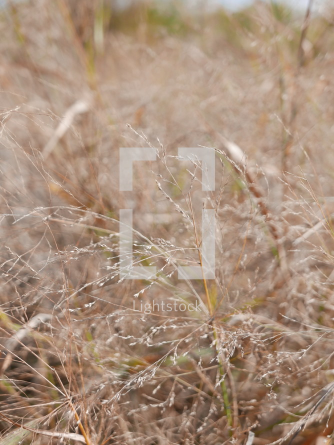 Dry grasses - closeup in field or meadow - shallow focus