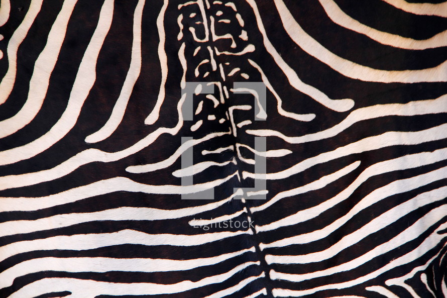 Zebra skin black with white stripes... (This is true because the skin, underneath the hair is black color, therefore the Zebra is black with white stripes.
