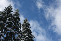 Snow capped pine trees