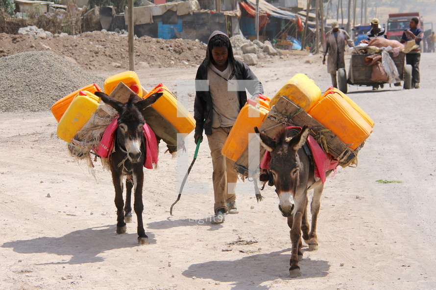 donkeys hauling water 