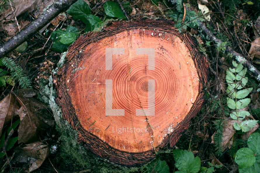 Tree stump with rings.